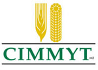 CIMMYT